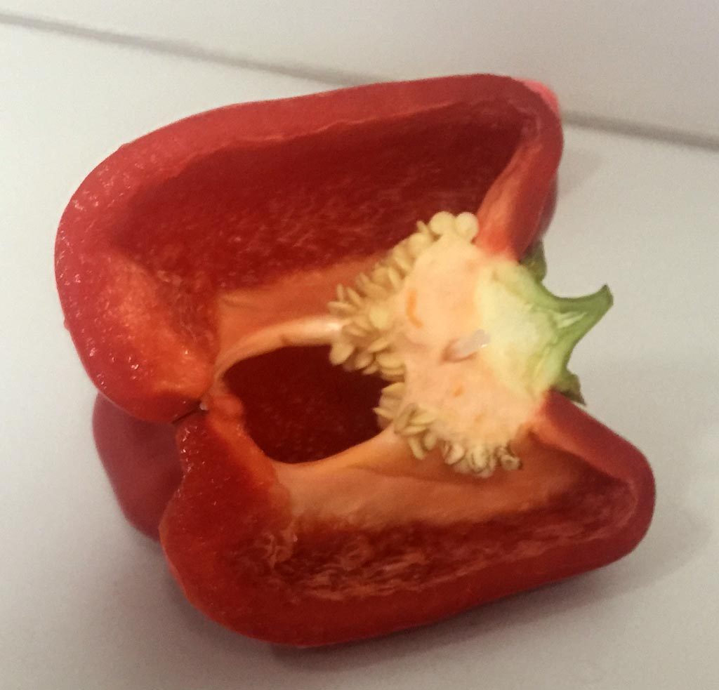 Capsicum with Tube!